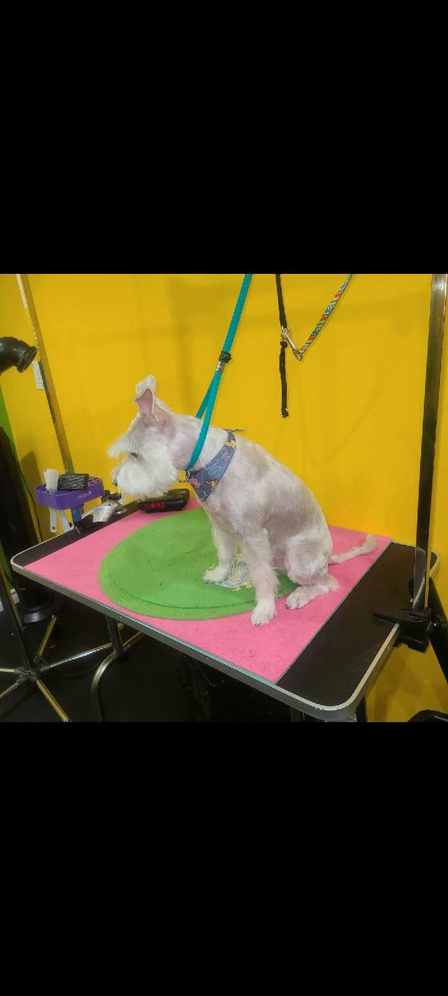 Pet's grooming in Scarborough  in Animal & Pet Services in City of Toronto - Image 4