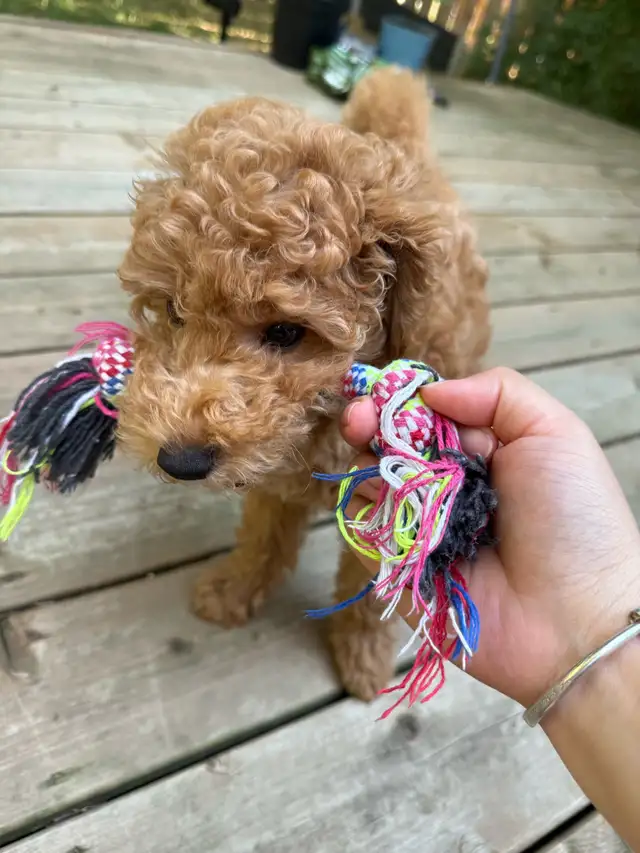 Toy cockapoo boy available in Dogs & Puppies for Rehoming in City of Toronto - Image 9