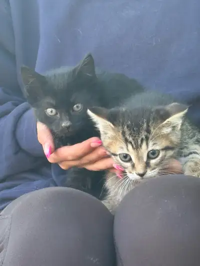 Adorable Kittens, View more