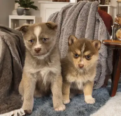 Pomsky puppies, View more