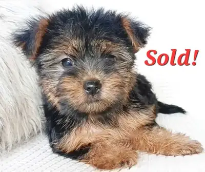 Pure Yorkie Girl Available!, View more