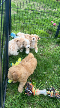 5 poodle X puppies available now