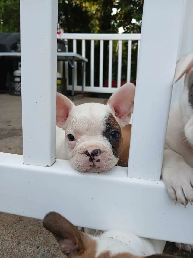 chiots bouldogue francais pur race  in Dogs & Puppies for Rehoming in Laval / North Shore - Image 6