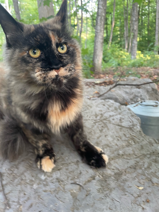Retired Maine Coon Female in Cats & Kittens for Rehoming in Belleville - Image 4