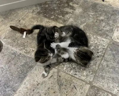 Two Adorable Male Kittens available, View more