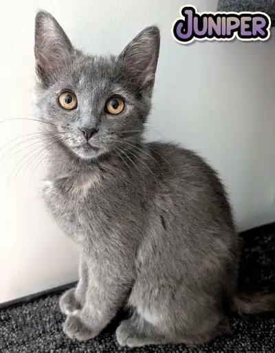 Chatonnes vaccinées 2x, Vermifugées,  stérilisée et micropucée, View more