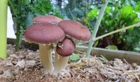 Wine cap mushrooms grow in garden 