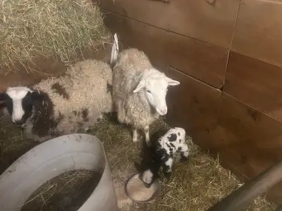 Jacob Ewes for Sale –Newburgh , View more