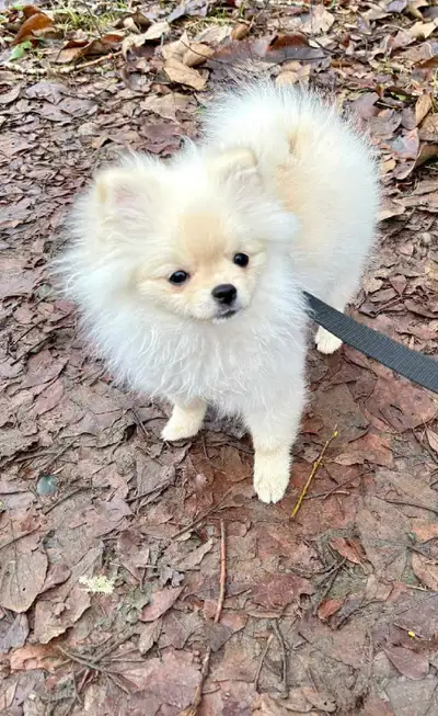 Sweet Cream Pomeranian – Lulu, View more