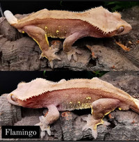 Crested gecko flamingo 
