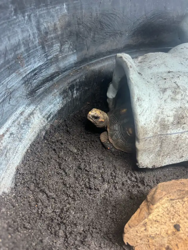 Red Foot/cherry head tortoise in Reptiles & Amphibians for Rehoming in Kawartha Lakes - Image 5
