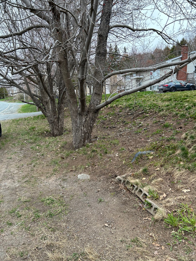 Spring Clean Ups in Lawn, Tree Maintenance & Eavestrough in Dartmouth - Image 4