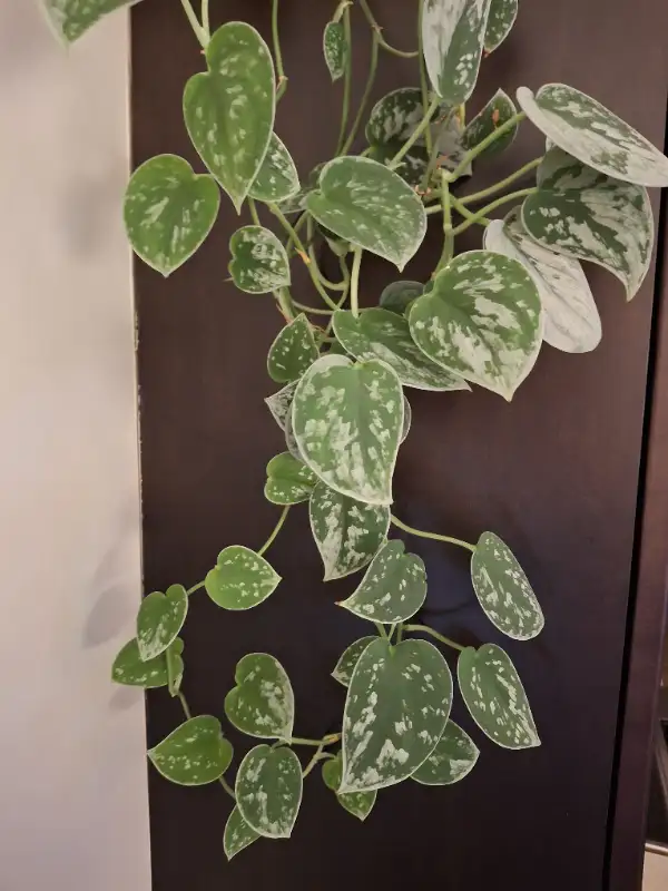 Pothos Clippings in Fish for Rehoming in Edmonton - Image 3