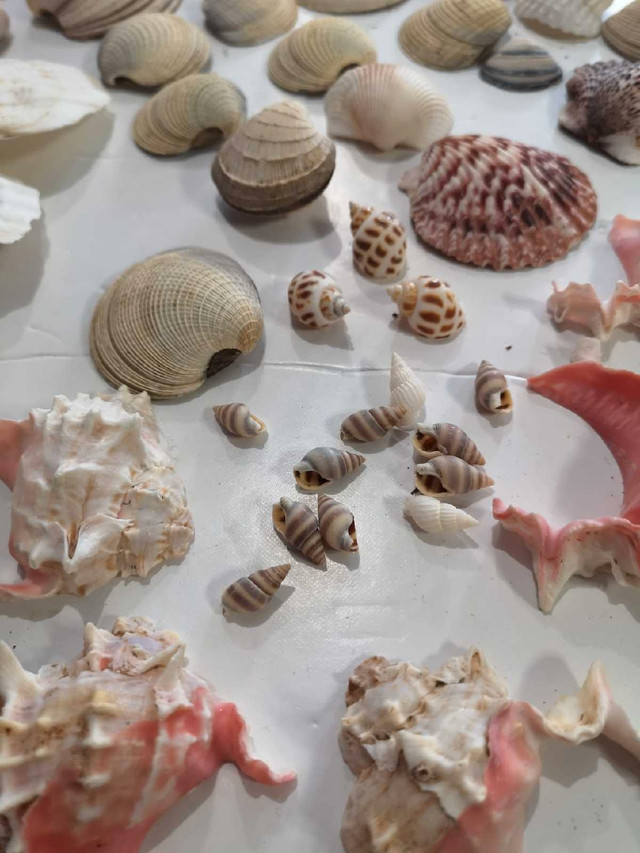 Huge collection of seashells 138 shells in Hobbies & Crafts in Oshawa / Durham Region - Image 3