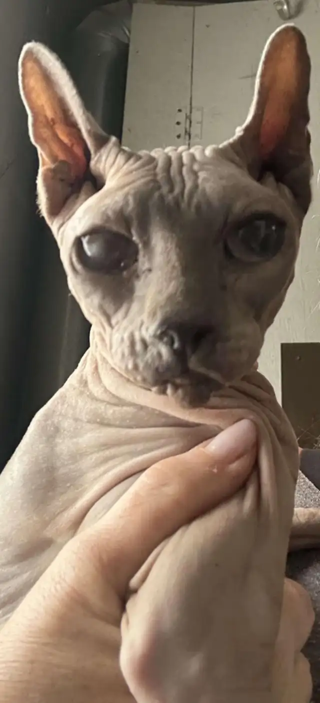 Chat Sphynx in Cats & Kittens for Rehoming in Lac-Saint-Jean - Image 5