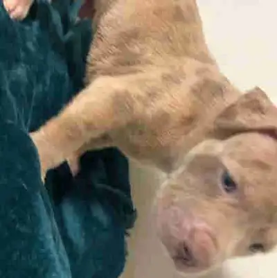 American bullies, View more