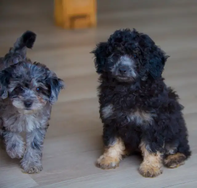 Mini Aussiedoodle F1b  merles in Dogs & Puppies for Rehoming in Drummondville - Image 5