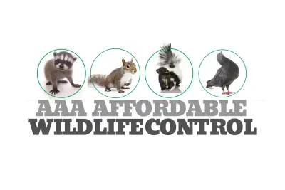 Raccoon Removal Brampton | Wildlife Control Company in Brampton, View more
