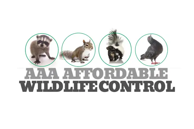 Affordable Raccoon Removal Cost Brampton63654773258881120