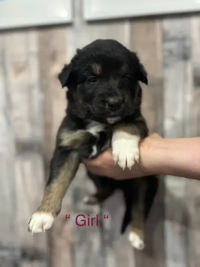 Rottski x boarder collie, View more