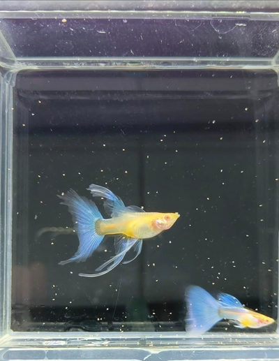 Premium Blue Topaz Ribbon Guppy, View more