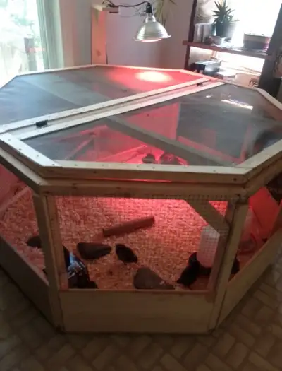 We have recently started the chicken farming. Learning all sorts of new mannerisms and attitudes abo...