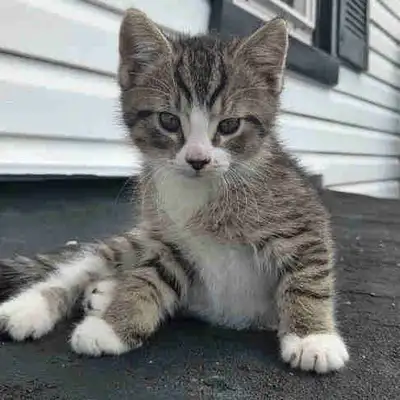 kittens for sale, View more