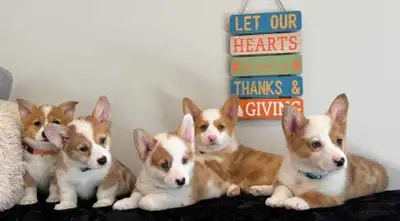 Pembroke Welsh Corgi Puppies , View more