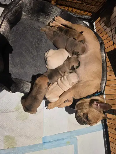 Pure Bred French Bulldog Pups for sale, View more