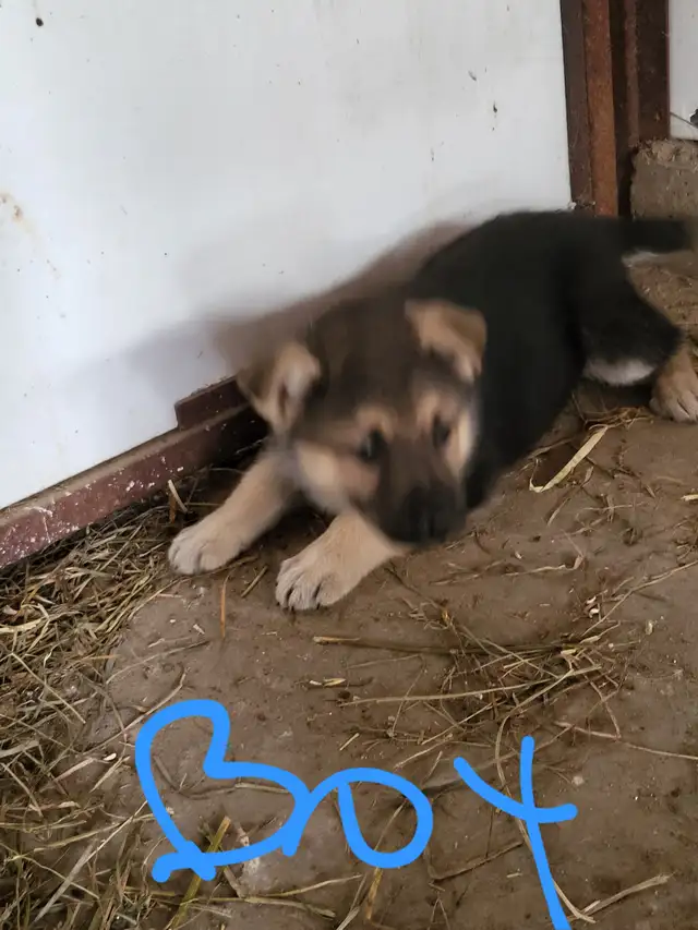 German Shephard puppies in Dogs & Puppies for Rehoming in Norfolk County - Image 14