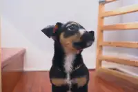 Chihuahua Mix Puppy