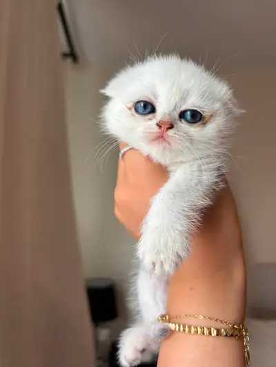 Scottish fold, View more