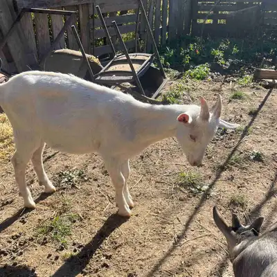 Male goat intact 3 months old Healthy and clean Will be a very large goat. Keep this in mind if plan...
