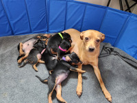 Purebred Miniature Pinscher Puppies looking for furever homes!