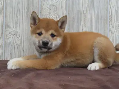 Shiba Inu puppies, View more