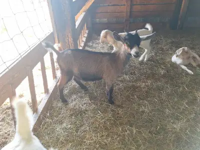 Doeling Goat for sale, View more