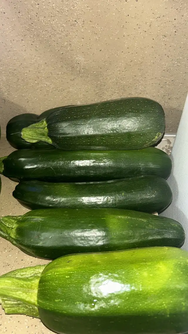 Fresh Garden Zucchini