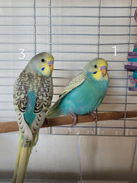 Fancy Baby Budgies/Parakeets For Sale