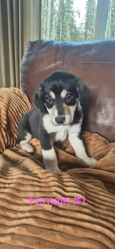 ADORABLE Black Labrador - Red Heeler Puppies  (ready for homes!), View more