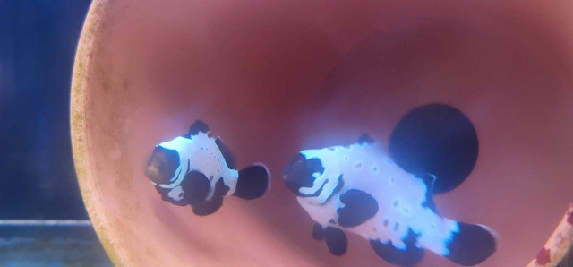 Black frostbite clownfish(bonded) in Fish for Rehoming in St. Catharines