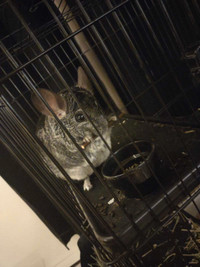 Chinchilla 1 ans avec cage 250