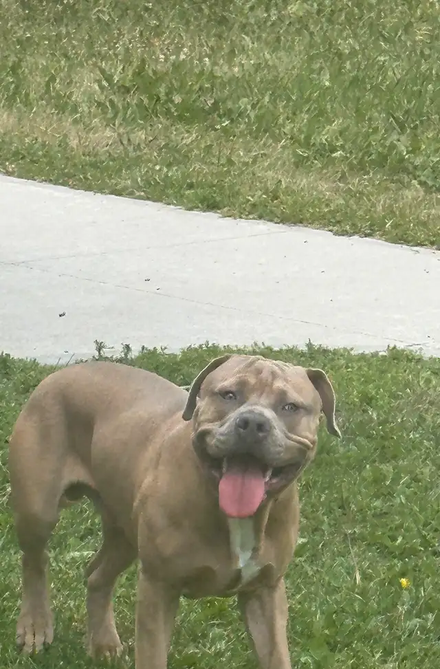 Beutiful American bulldog in Dogs & Puppies for Rehoming in Winnipeg - Image 6