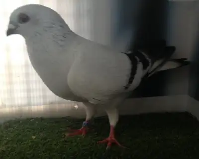 Pigeon mâle Damascène DJ584, View more