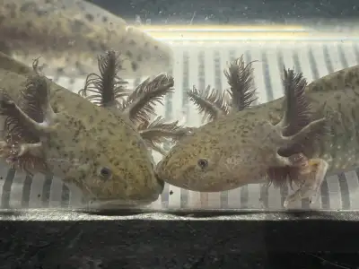 Wild colour axolotls. 4-6” These were all rescues given to me at 1.5” No health concerns. Eating ear...
