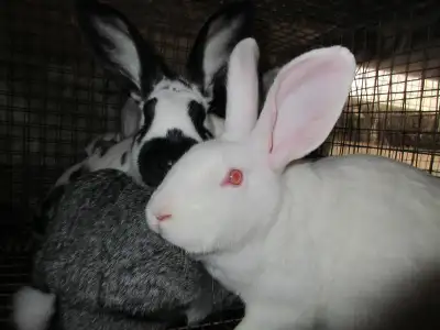 we are selling our breeding stock California, New Zealander and flemish giats mix Rabbits, does and...