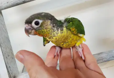 hand feed Green cheek conures, View more