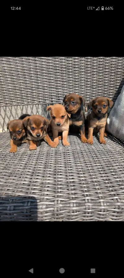 Pomeranian x miniature pinscher, View more