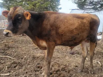 Born May 11, 2024 well mannered, quiet temperament. He is 15/16 jersey & 1/16 red Angus, Good geneti...