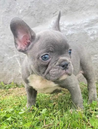 Adorable French Bulldog Puppies Looking for Their Forever Homes! Are you searching for a loyal, affe...