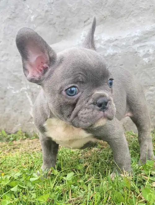 Adorable French Bulldog Puppies Looking for Their Forever Homes! Are you searching for a loyal, affe...